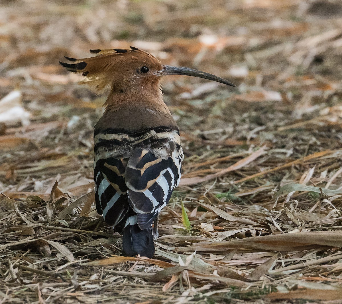 Eurasian Hoopoe - ML622955221