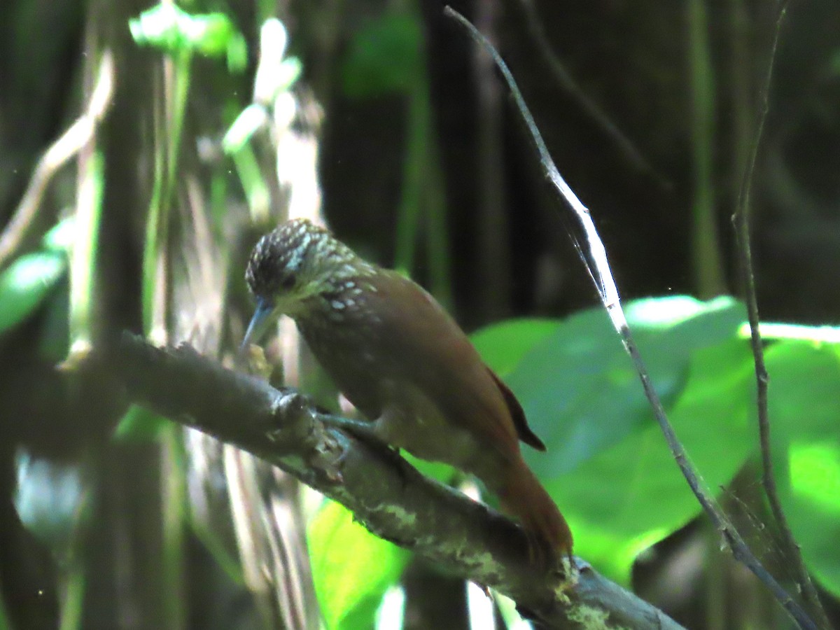 Straight-billed Woodcreeper - ML622955229