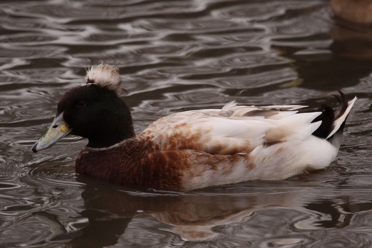 Mallard (Domestic type) - ML622955281