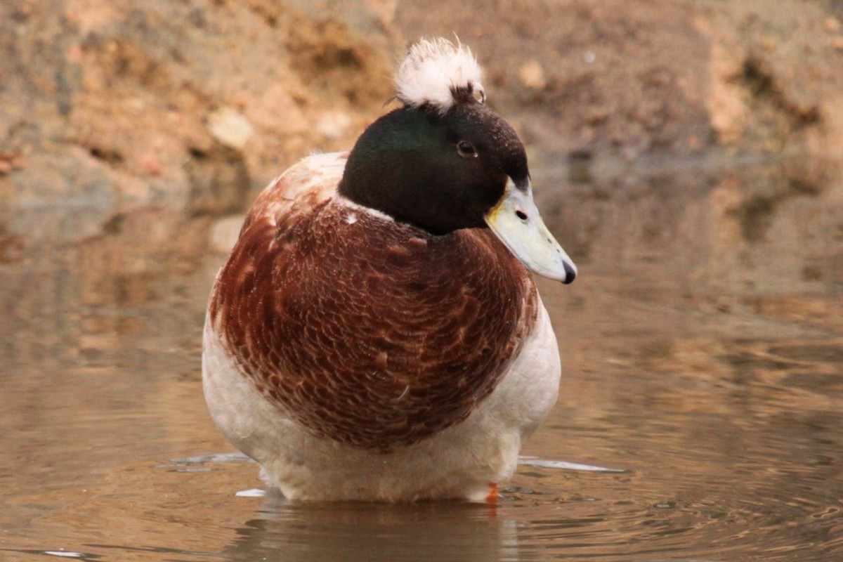 Mallard (Domestic type) - ML622955282