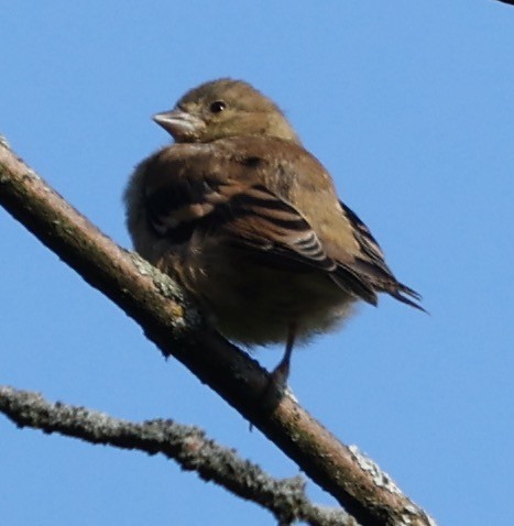 Indigo Bunting - ML622955308