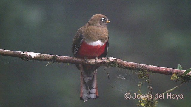 Collared Trogon - ML622955351