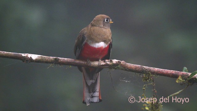 Halkalı Trogon - ML622955351