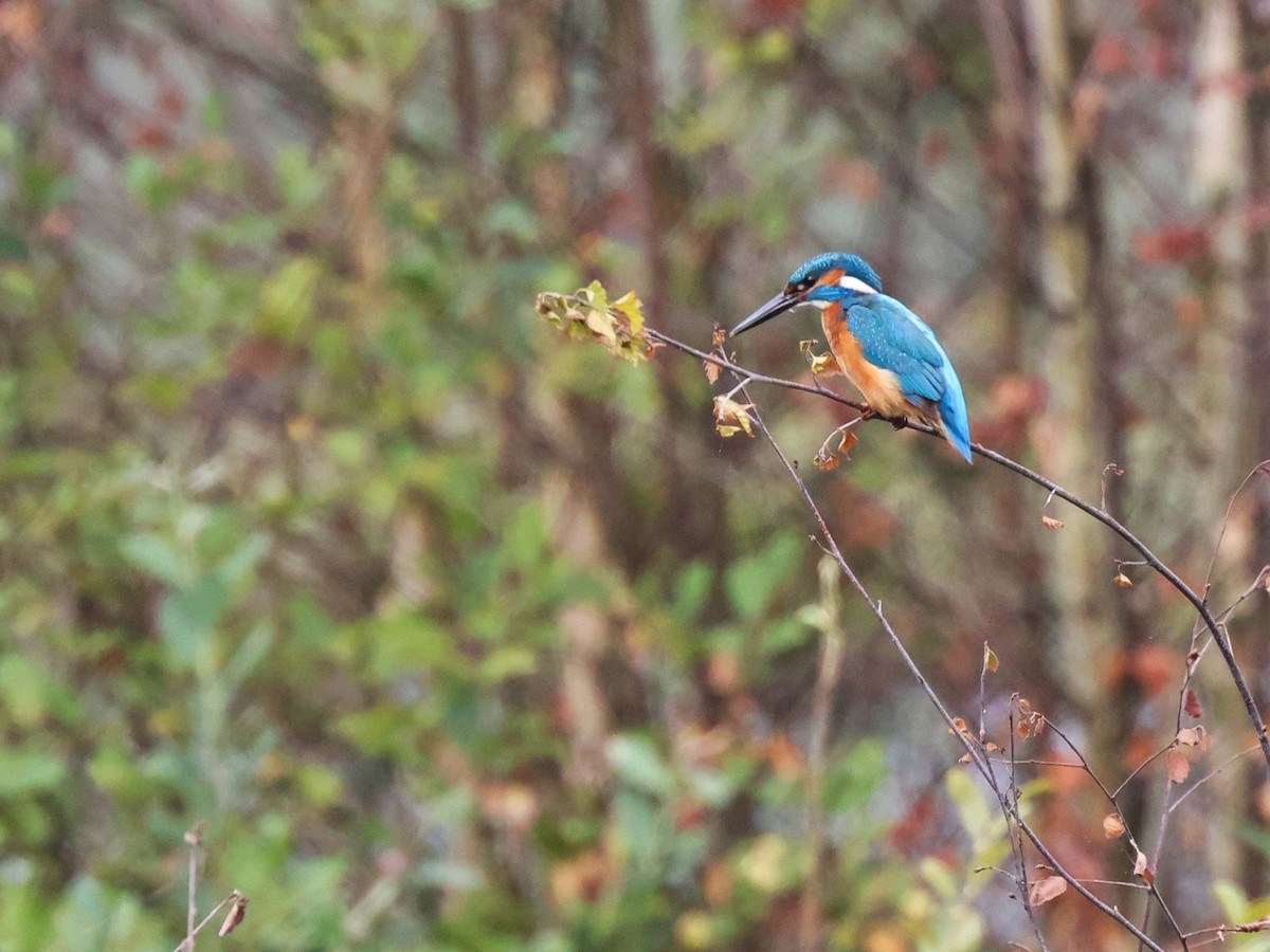 Common Kingfisher - ML622955380