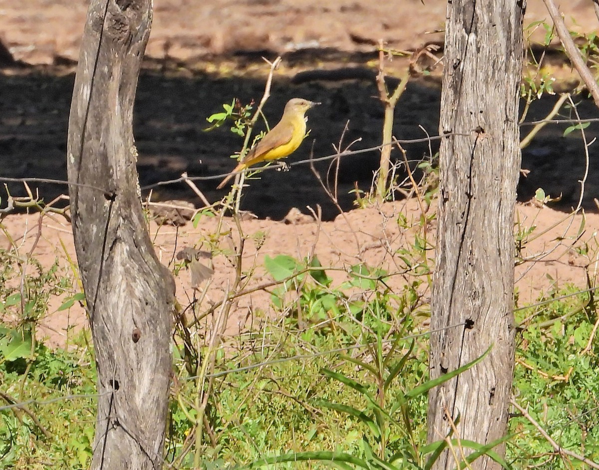 Cattle Tyrant - ML622955396