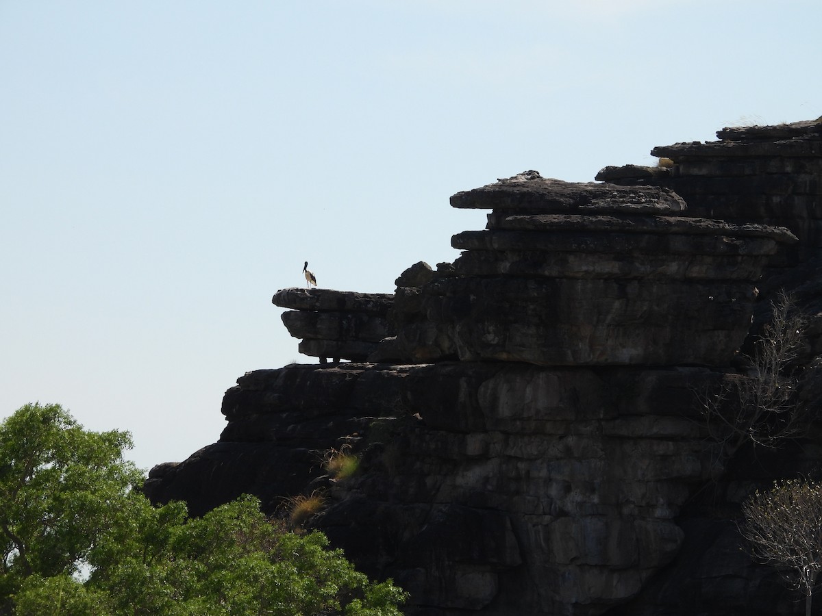 Black-necked Stork - ML622955448