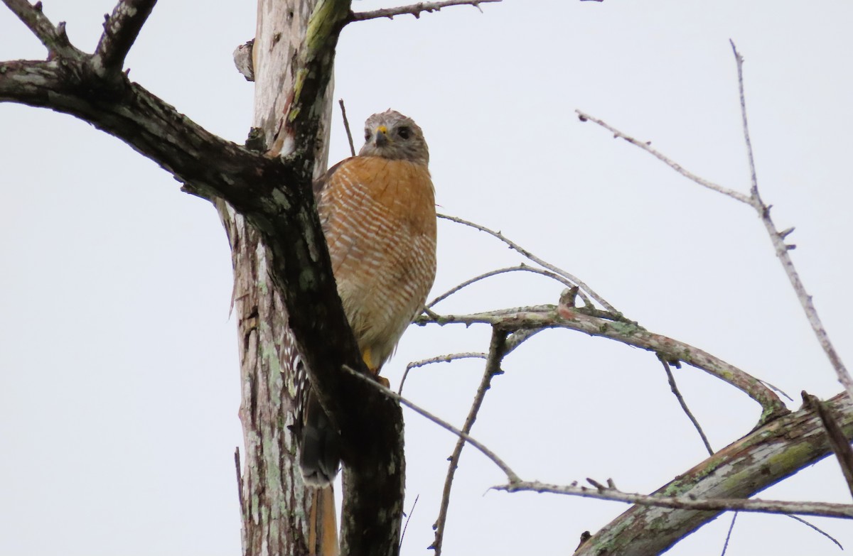 Red-shouldered Hawk - ML622955469