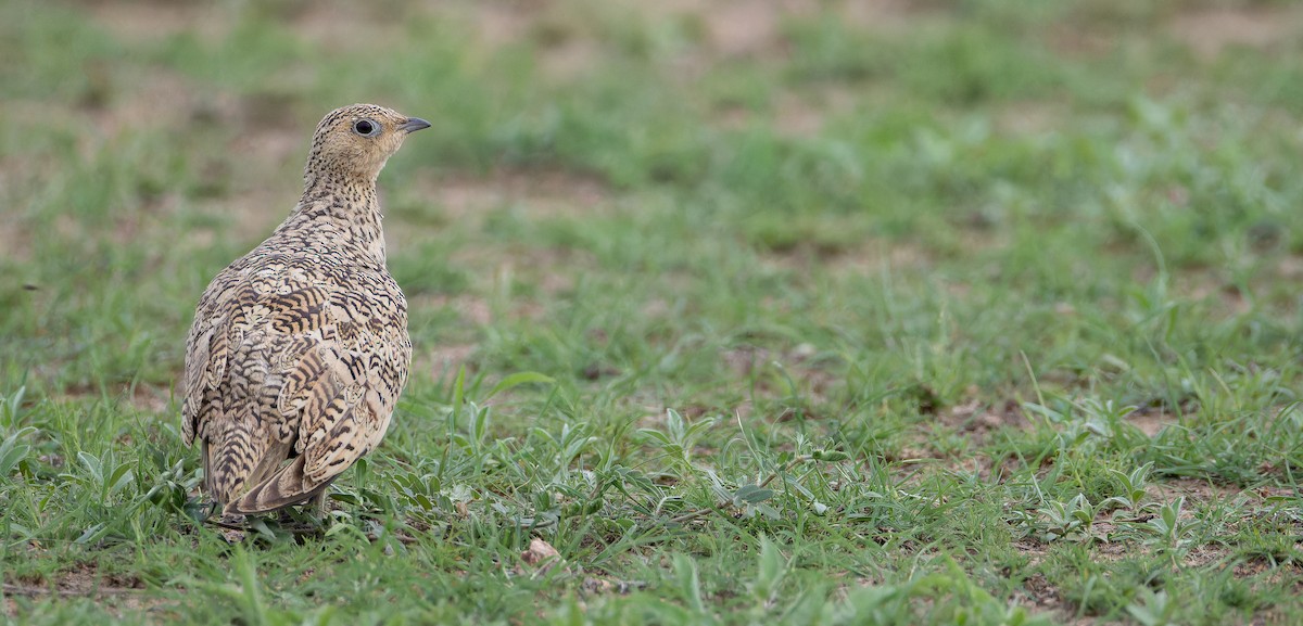 Chestnut-bellied Sandgrouse - ML622955557