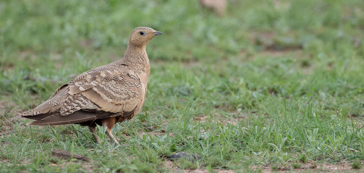 Chestnut-bellied Sandgrouse - ML622955558