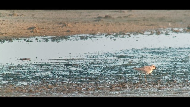 Greater Sand-Plover - ML622955624