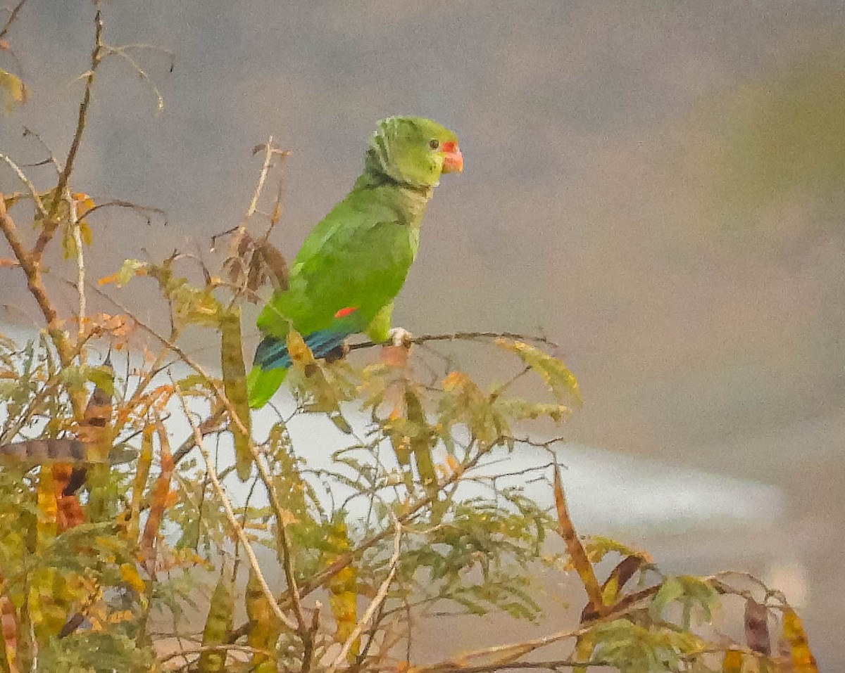 ブドウイロボウシインコ - ML622955655