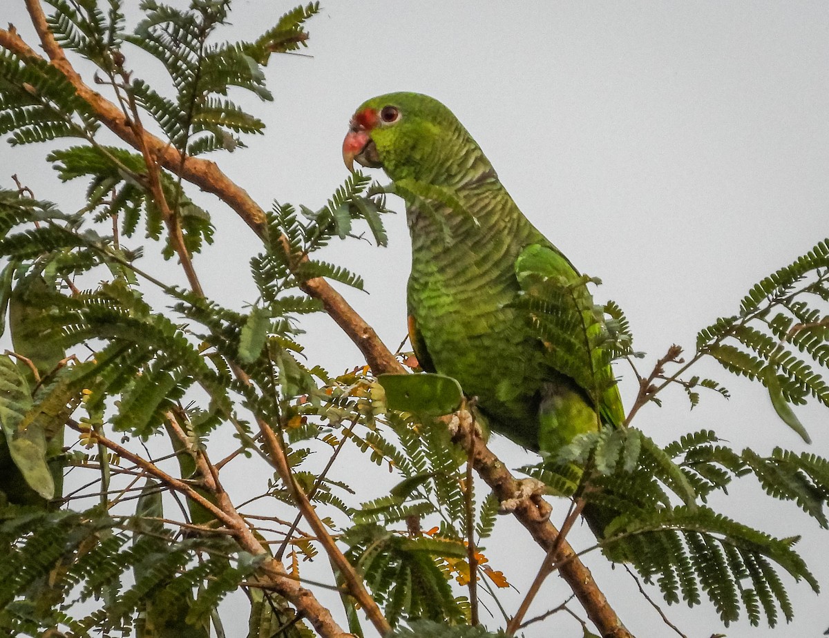 ブドウイロボウシインコ - ML622955656