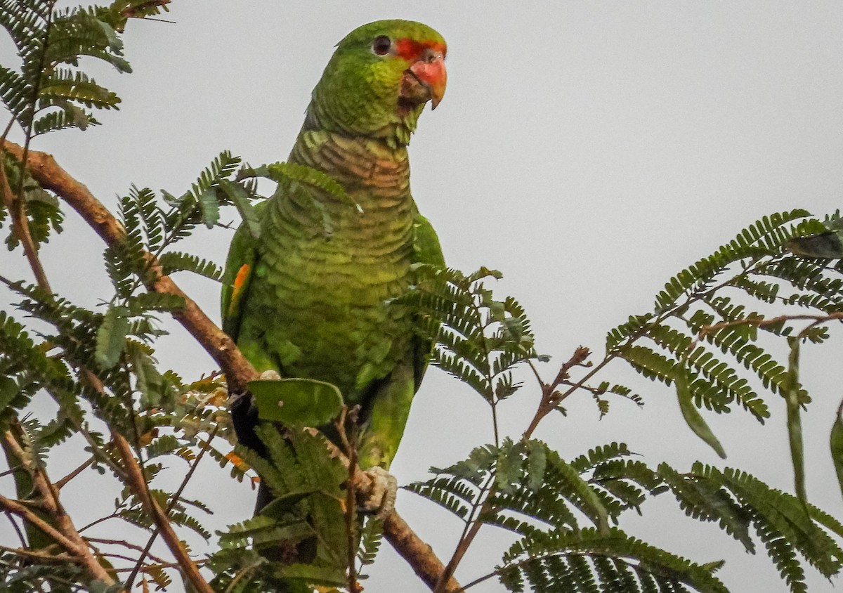 Vinaceous-breasted Parrot - ML622955657