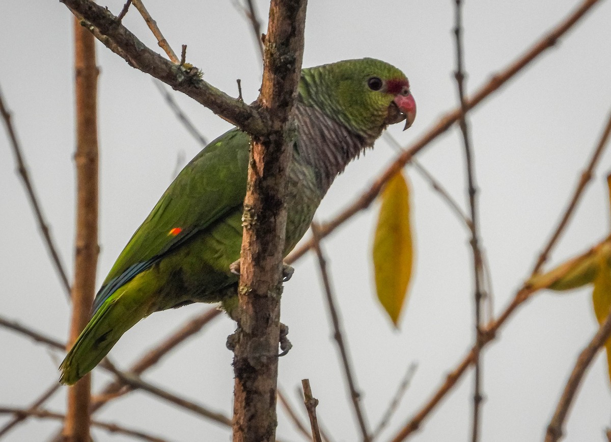 ブドウイロボウシインコ - ML622955658