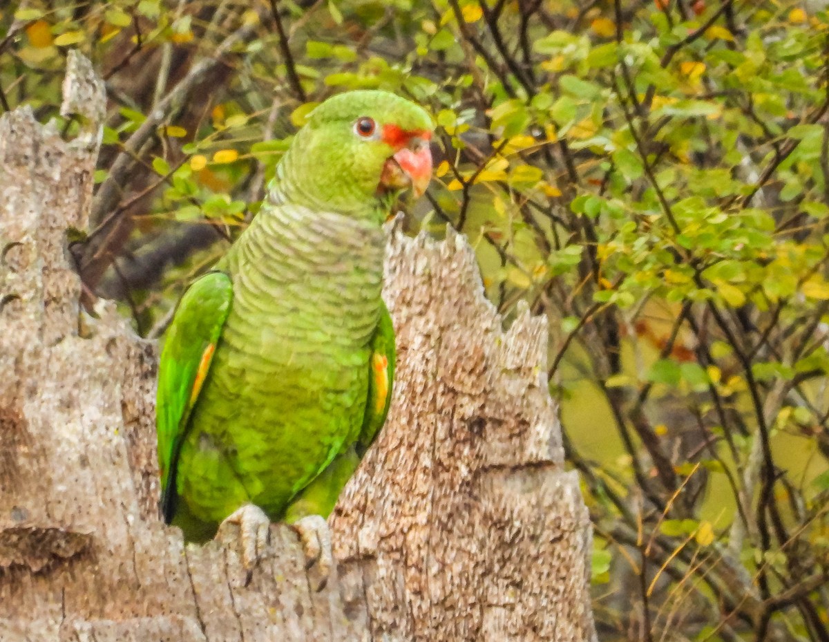 ブドウイロボウシインコ - ML622955659