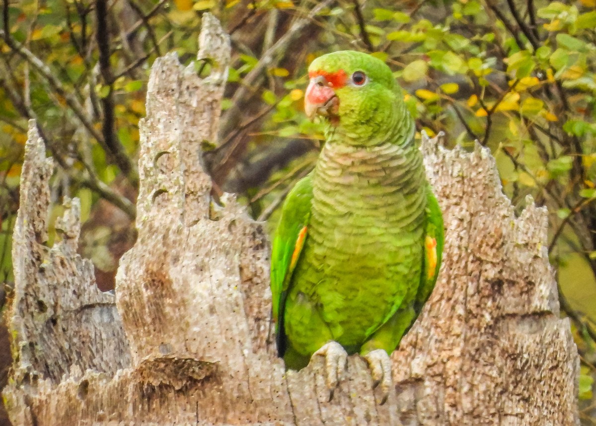 ブドウイロボウシインコ - ML622955660