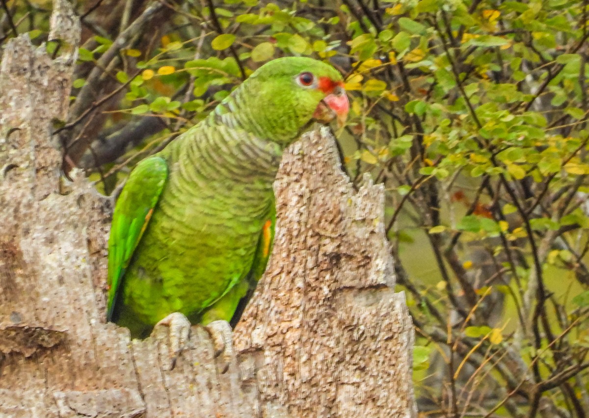 ブドウイロボウシインコ - ML622955661