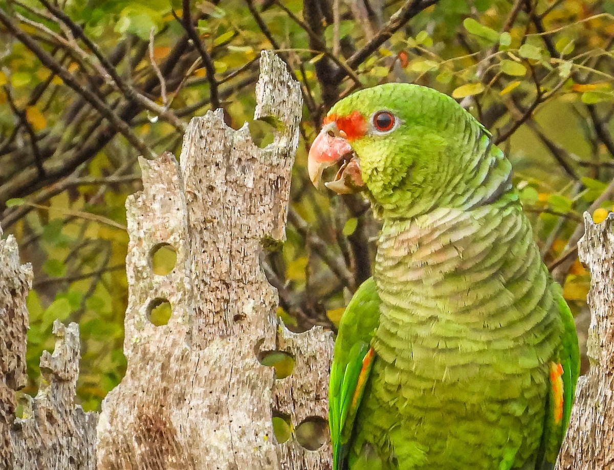 ブドウイロボウシインコ - ML622955662