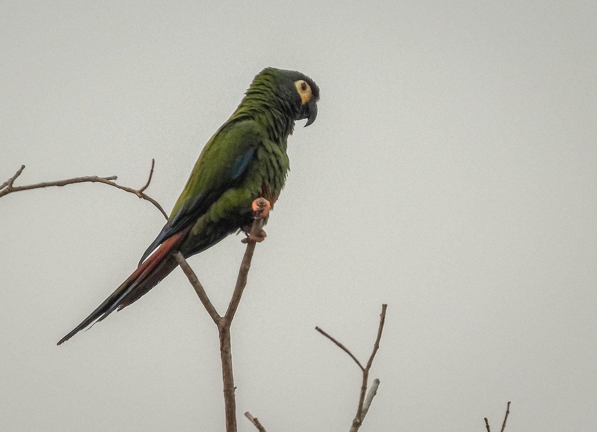 Blue-winged Macaw - ML622955665