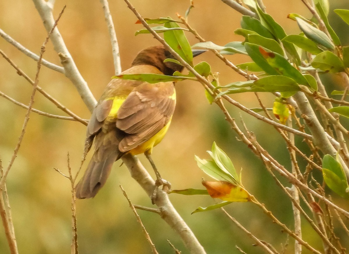 Yellow-rumped Marshbird - ML622955734