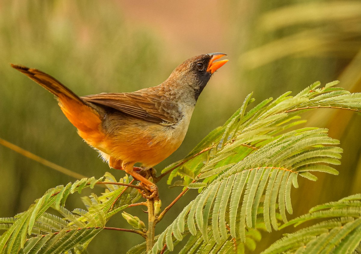 Black-throated Saltator - ML622955760