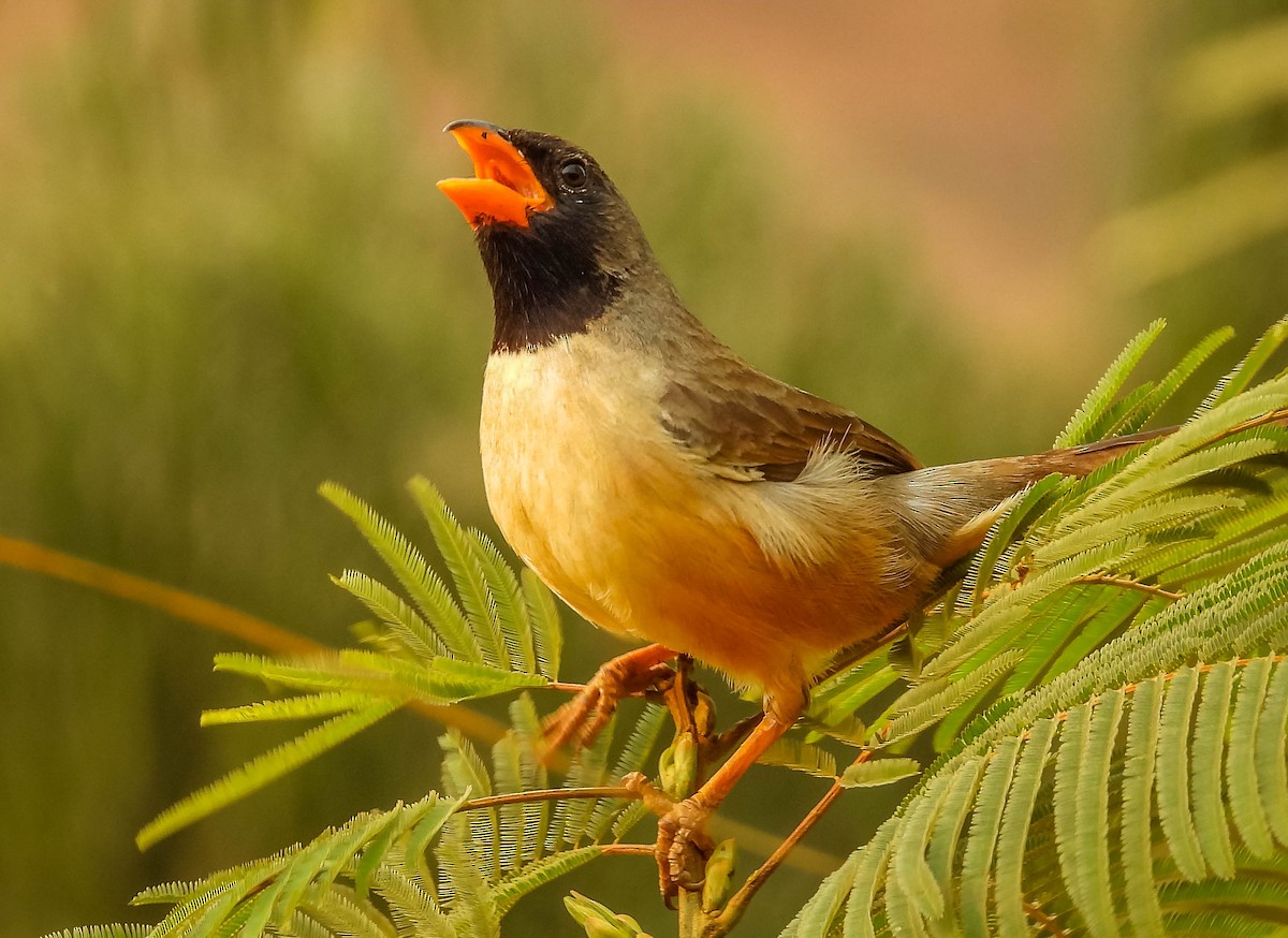 Black-throated Saltator - ML622955761