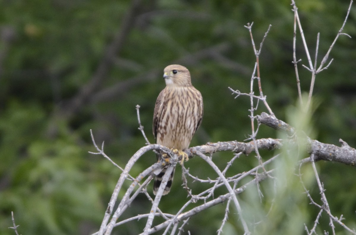 Merlin - ML622955767