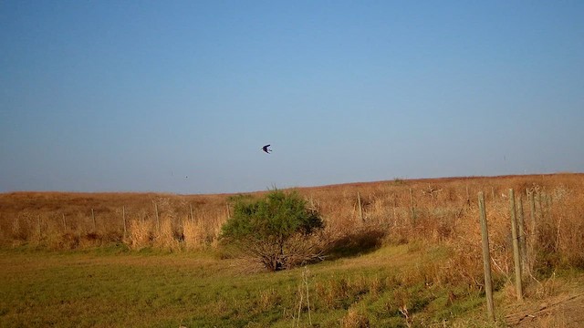 Хүрээний хараацай - ML622955783