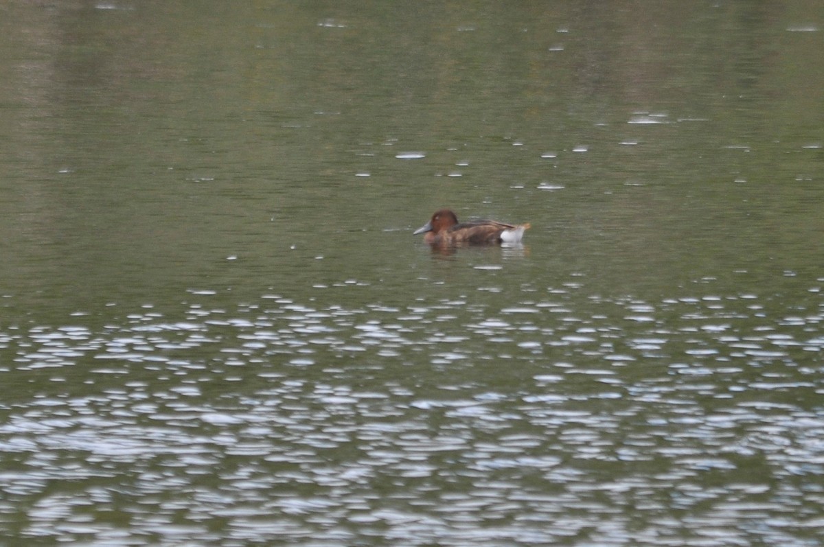 Ferruginous Duck - ML62295581