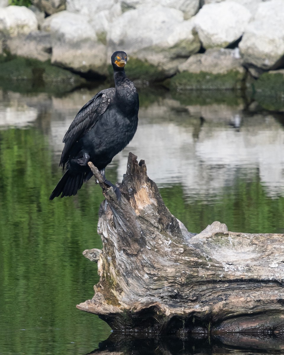 Double-crested Cormorant - ML622955823