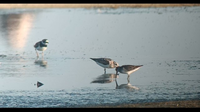 Broad-billed Sandpiper - ML622955841