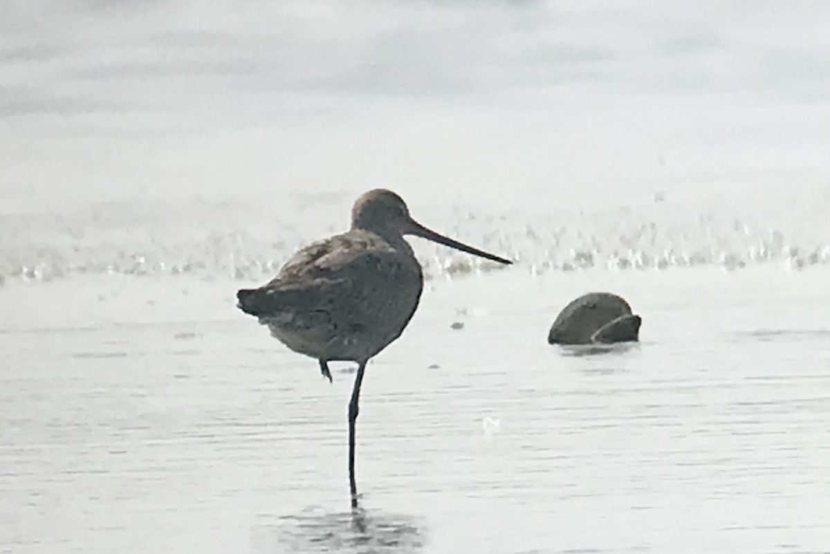 Hudsonian Godwit - ML622955868