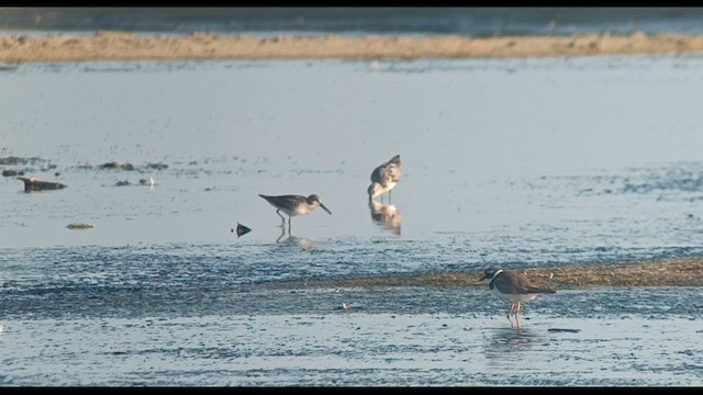 Broad-billed Sandpiper - ML622955869