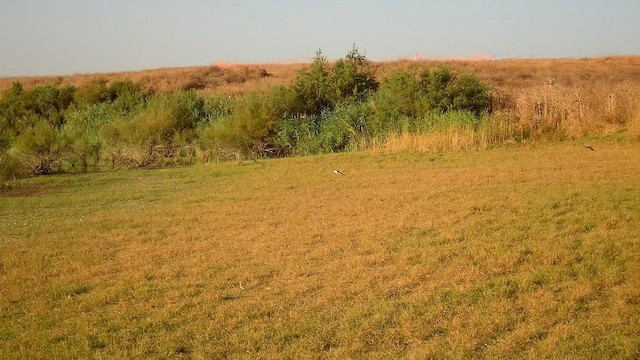 Хүрээний хараацай - ML622955879