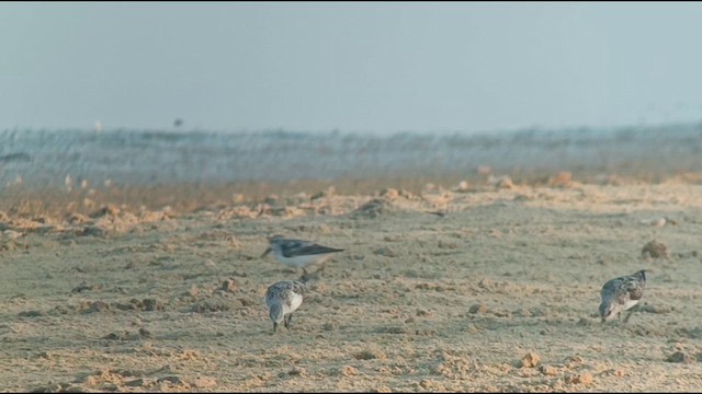 Bécasseau sanderling - ML622955887