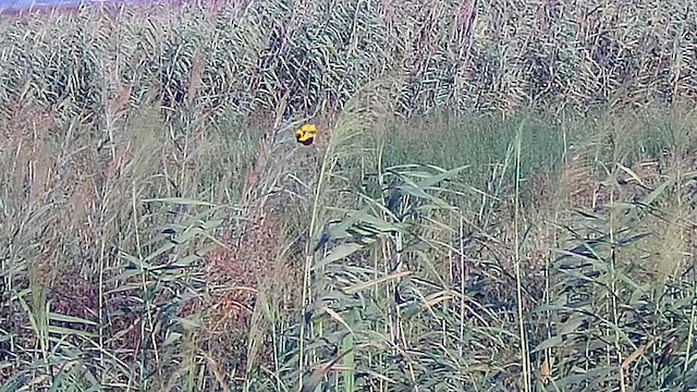 Yellow-crowned Bishop - ML622955980