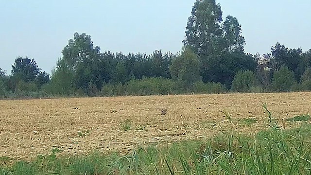 Common Quail - ML622955990