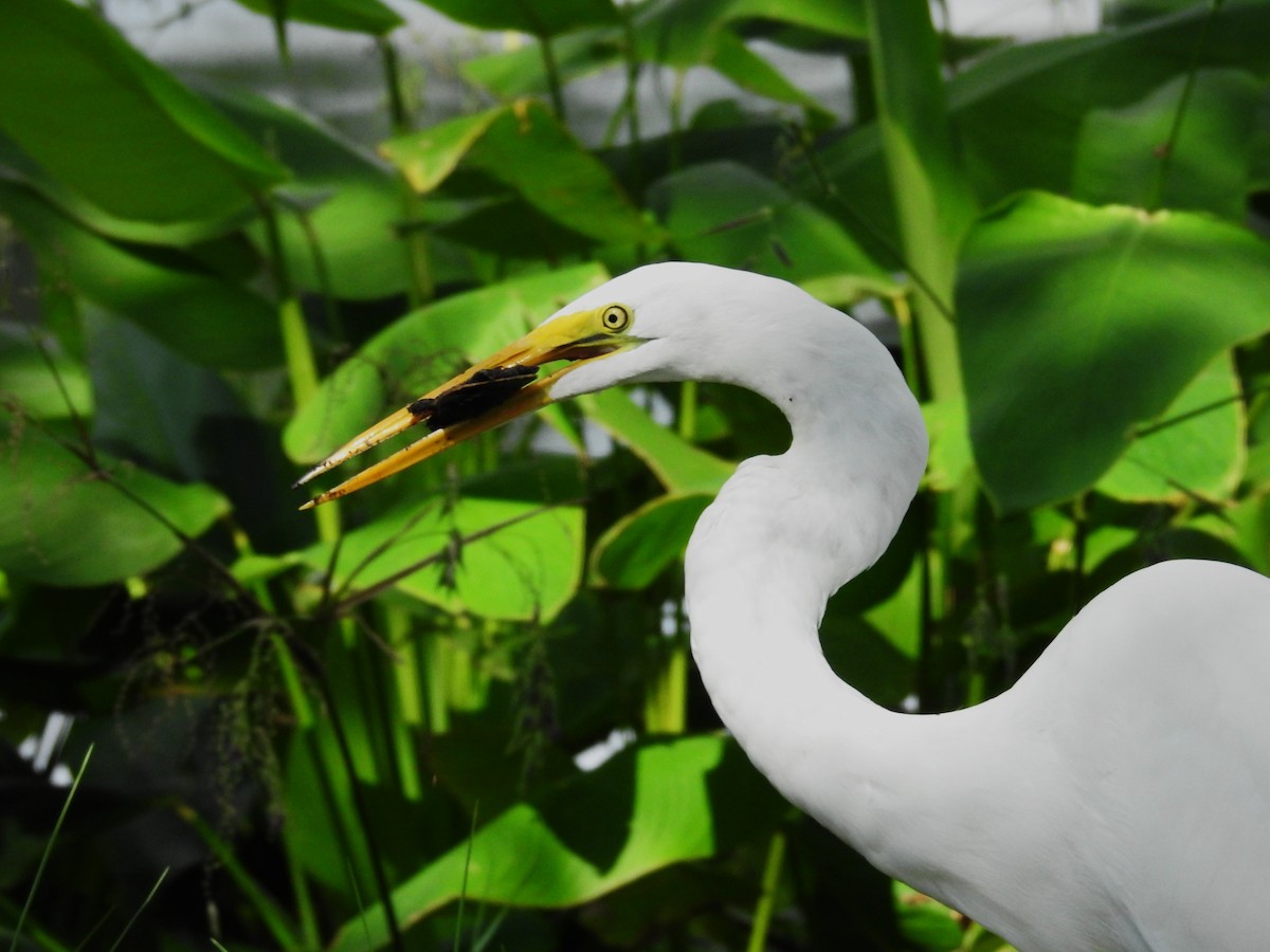 Great Egret - ML622956048