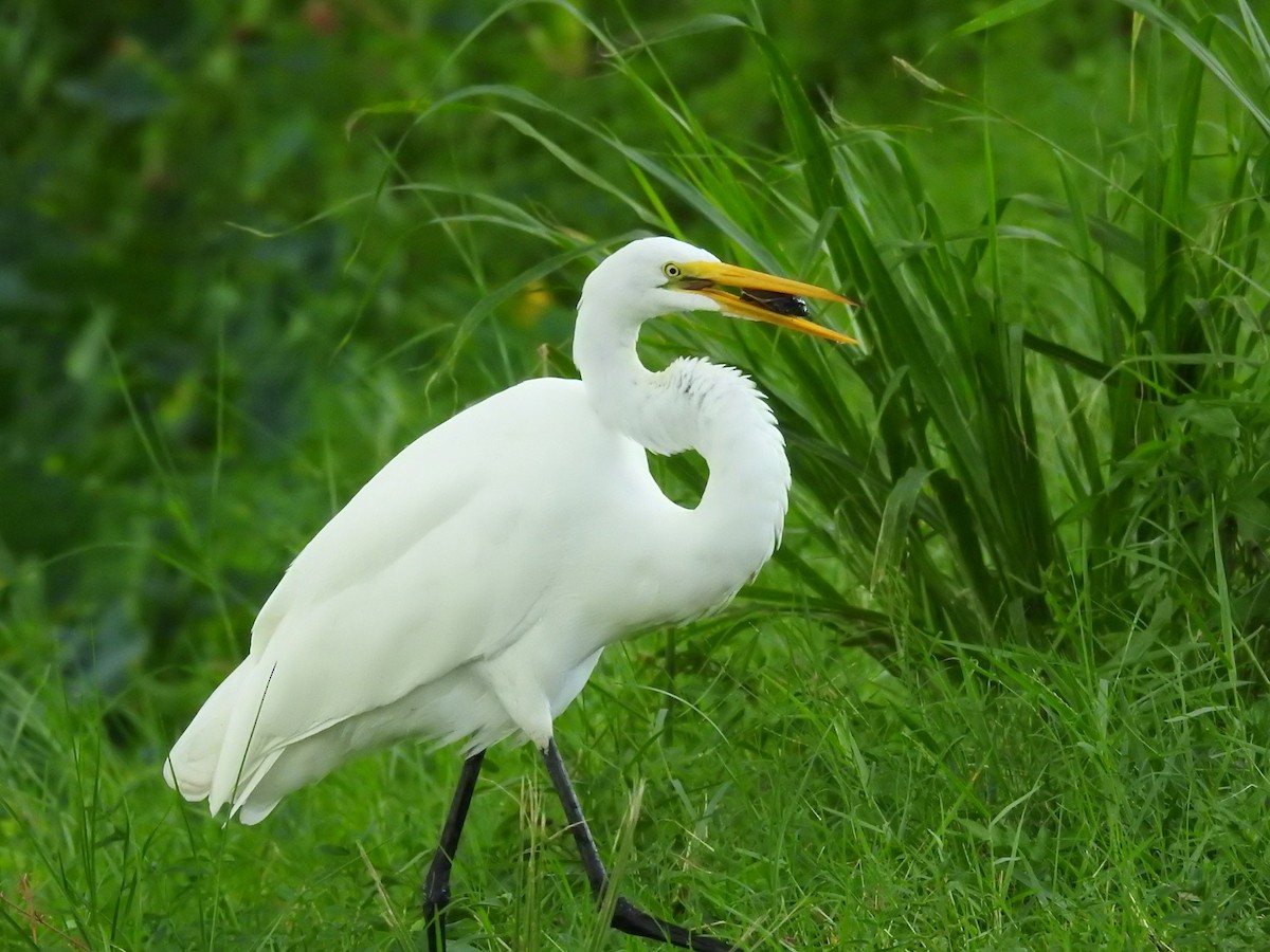 Great Egret - ML622956049