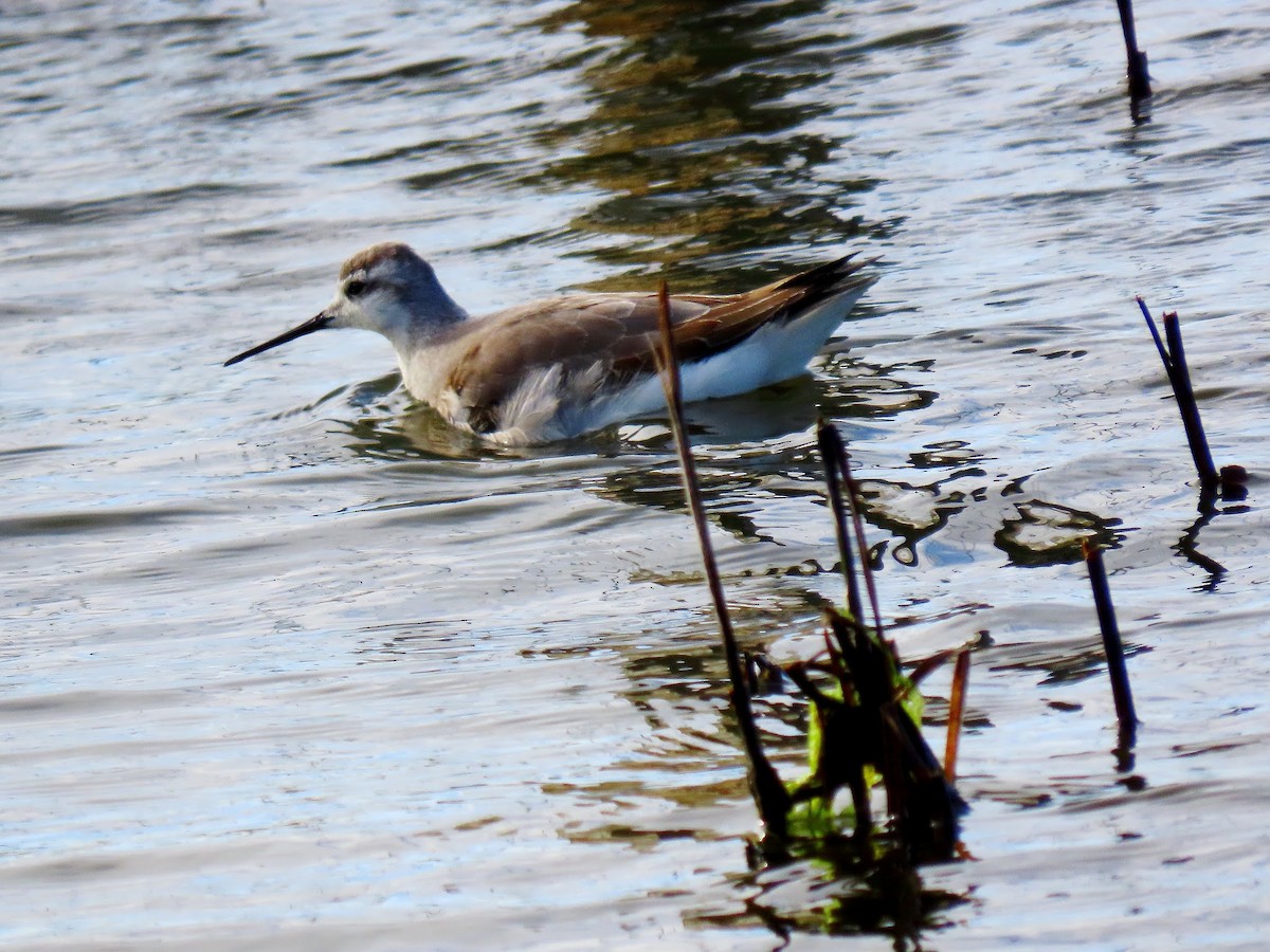 Wilson's Phalarope - ML622956076