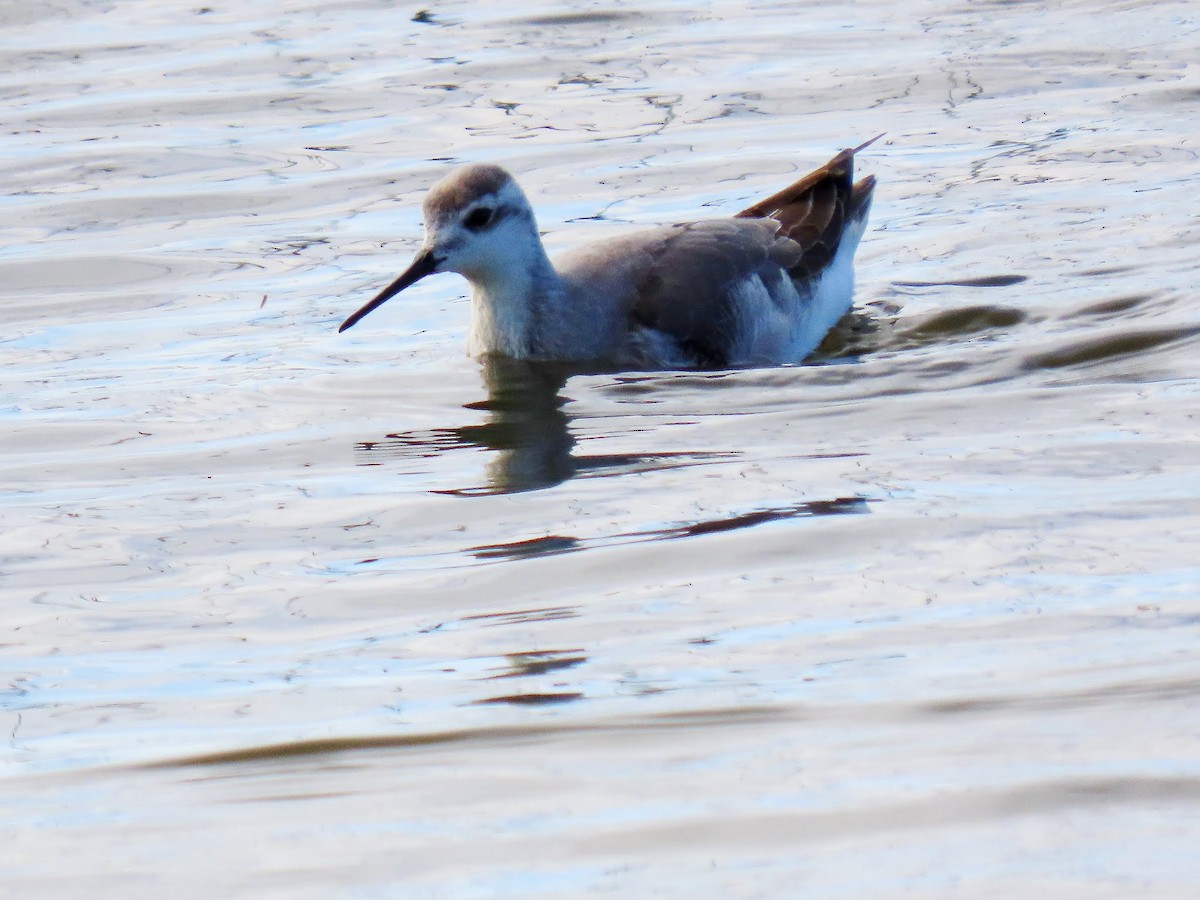 Wilson's Phalarope - Andrew Collins