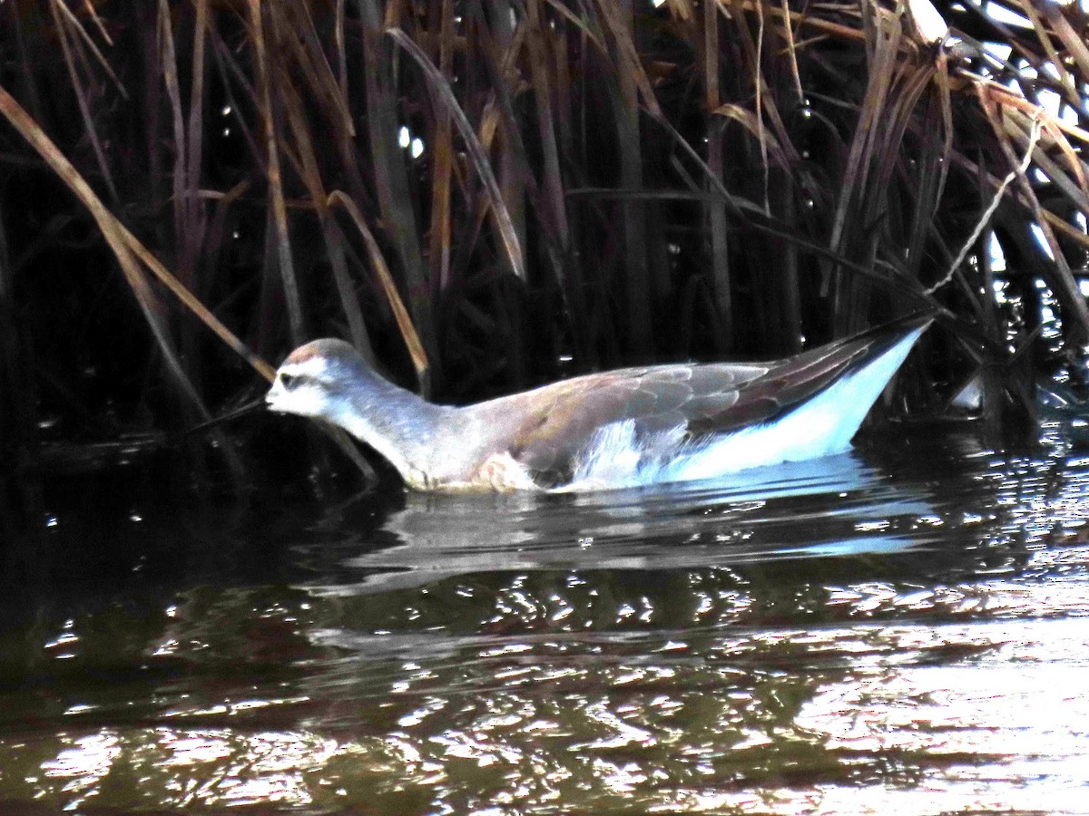 Wilson's Phalarope - Andrew Collins