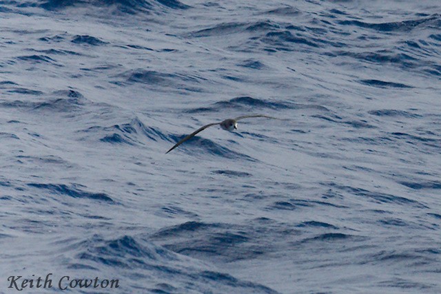 Zino's Petrel - ML622956088