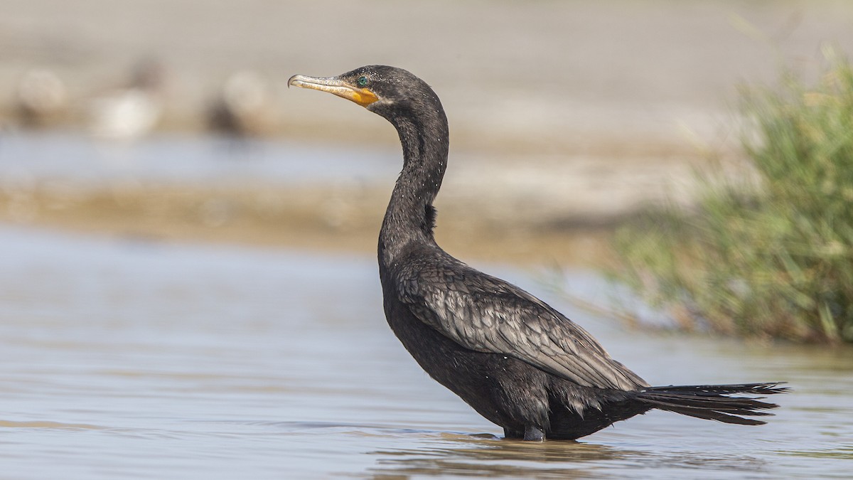 Neotropic Cormorant - ML622956109