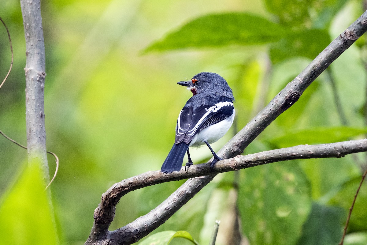 Brown-throated Wattle-eye - ML622956150