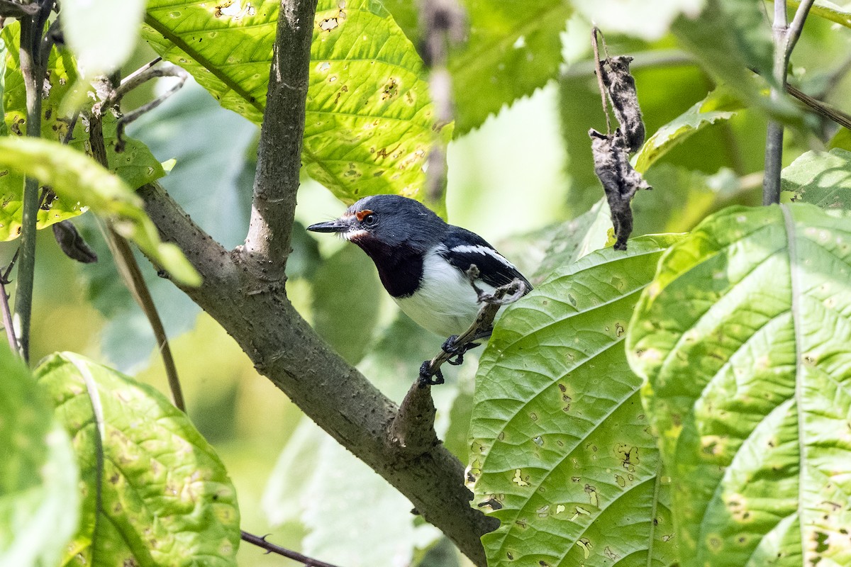 Brown-throated Wattle-eye - ML622956151