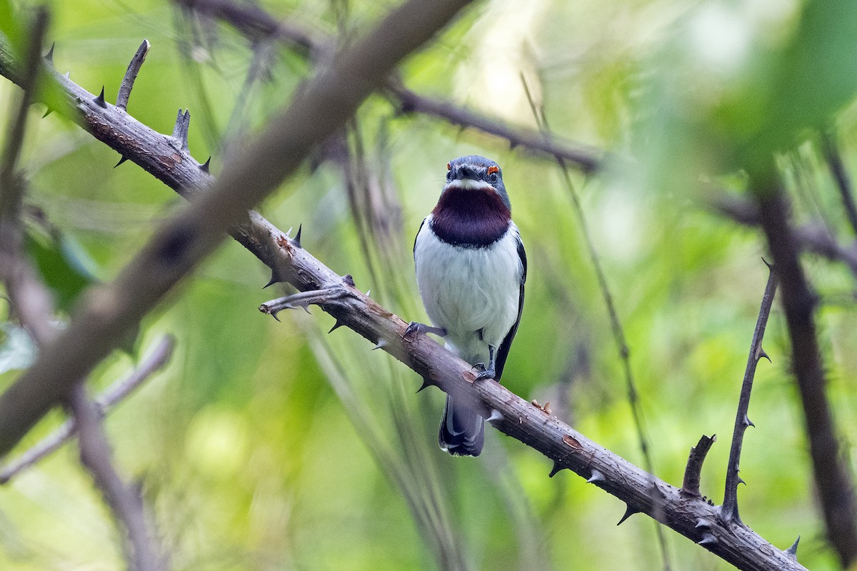 Brown-throated Wattle-eye - ML622956158