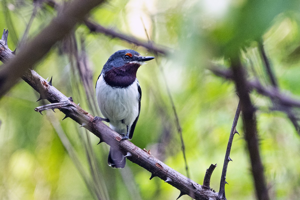 Brown-throated Wattle-eye - ML622956165