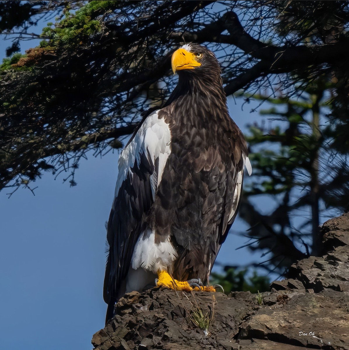 Steller's Sea-Eagle - Dan Oh