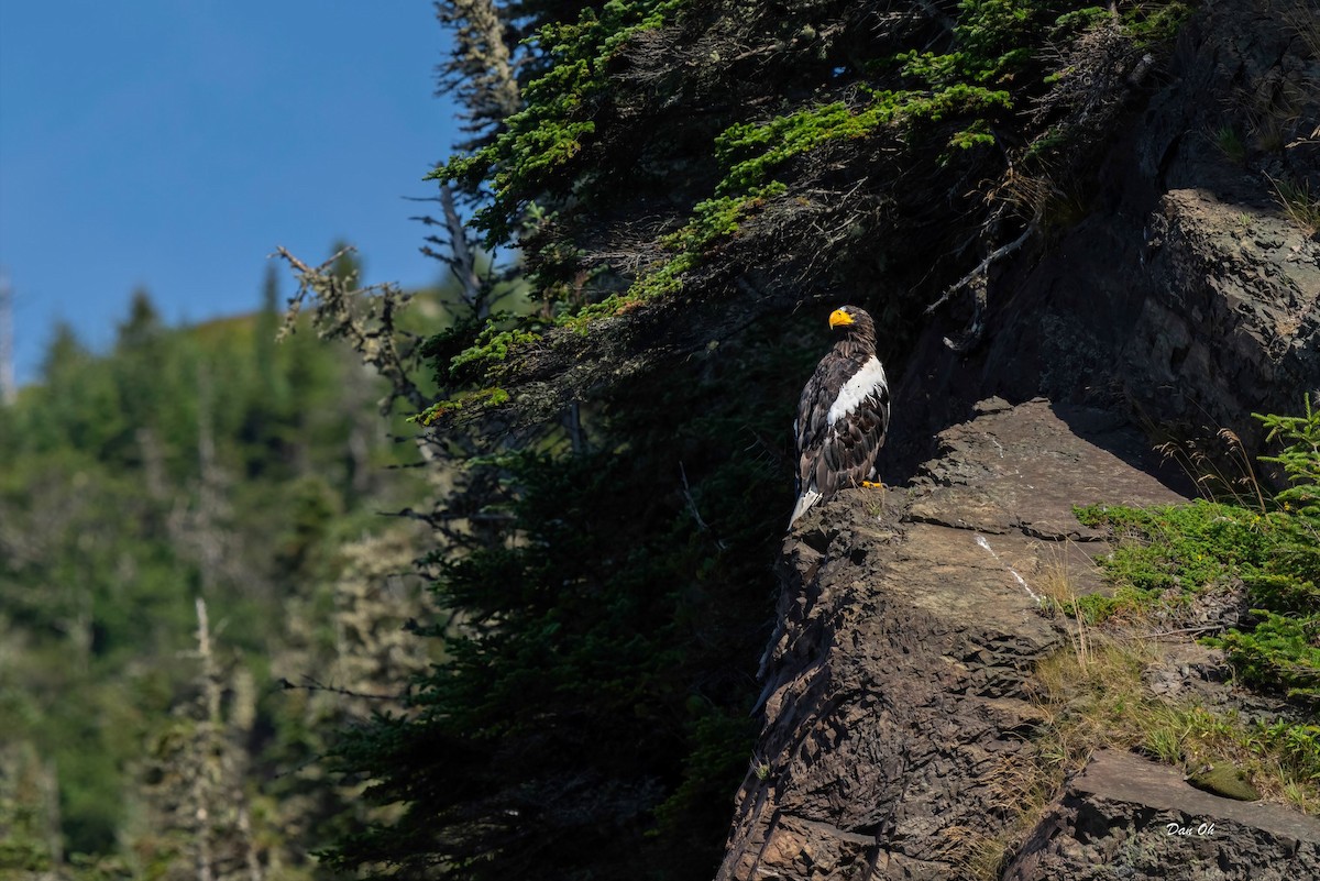 Steller's Sea-Eagle - ML622956201